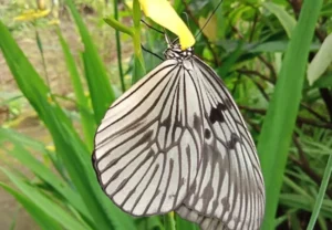 taman kupu kupu bali