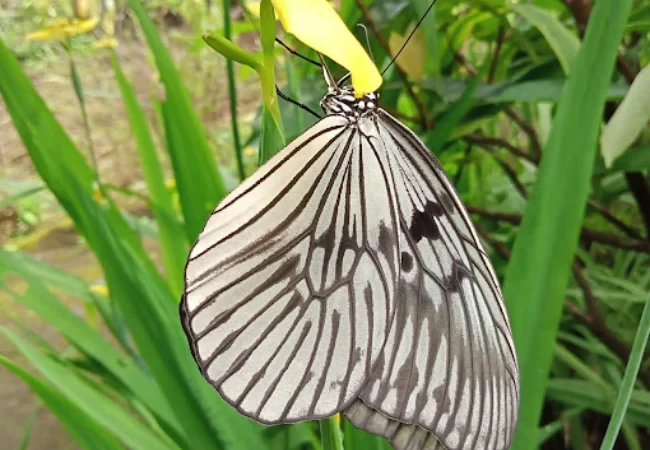 taman kupu kupu bali