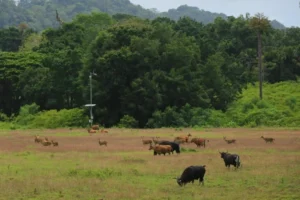 taman nasional alas purwo