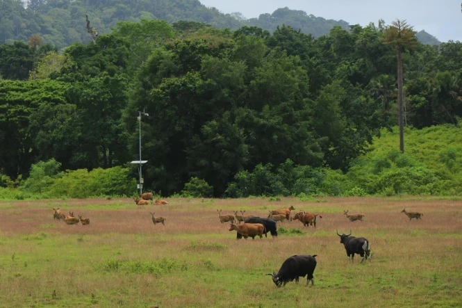 taman nasional alas purwo