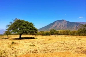 taman nasional baluran 2020 01 08