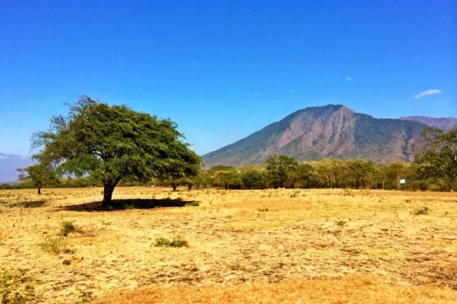 taman nasional baluran 2020 01 08
