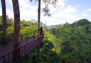 tanah wuk sangeh badung
