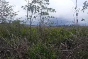 pulau sebuku