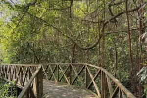 pulau bakut