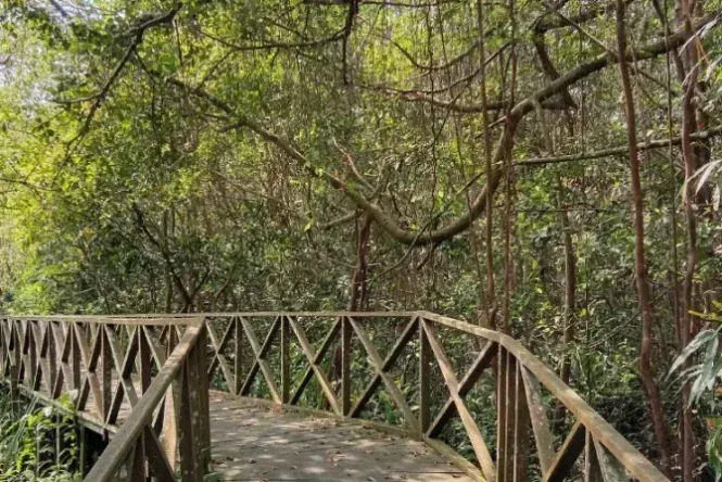 pulau bakut