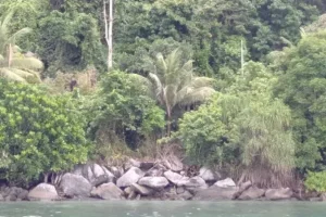 pulau kabung